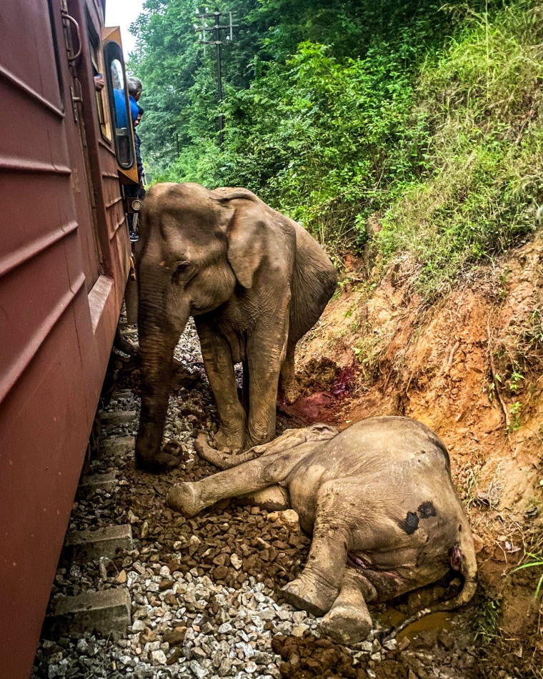 A dead elephant beside a derailed train at Habarana in eastern Sri Lanka on Feb. 20, 2025.