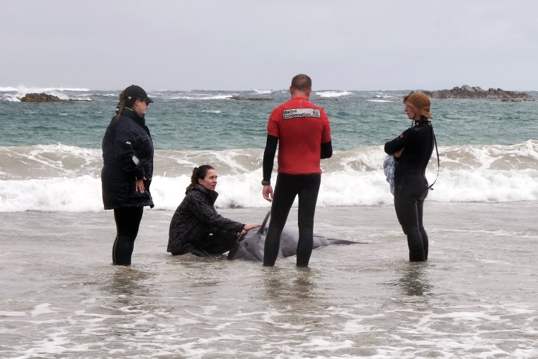 A pod of 157 dolphins was found stranded on a remote beach in Australia's southern island of Tasmania, environment officials said as veterinarians raced to the scene. 