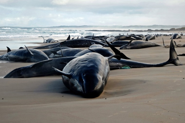 Se encontró una vaina de 157 delfines varadas en una playa remota en la isla sur de Tasmania de Australia, dijeron funcionarios del medio ambiente cuando los veterinarios corrían a la escena. 