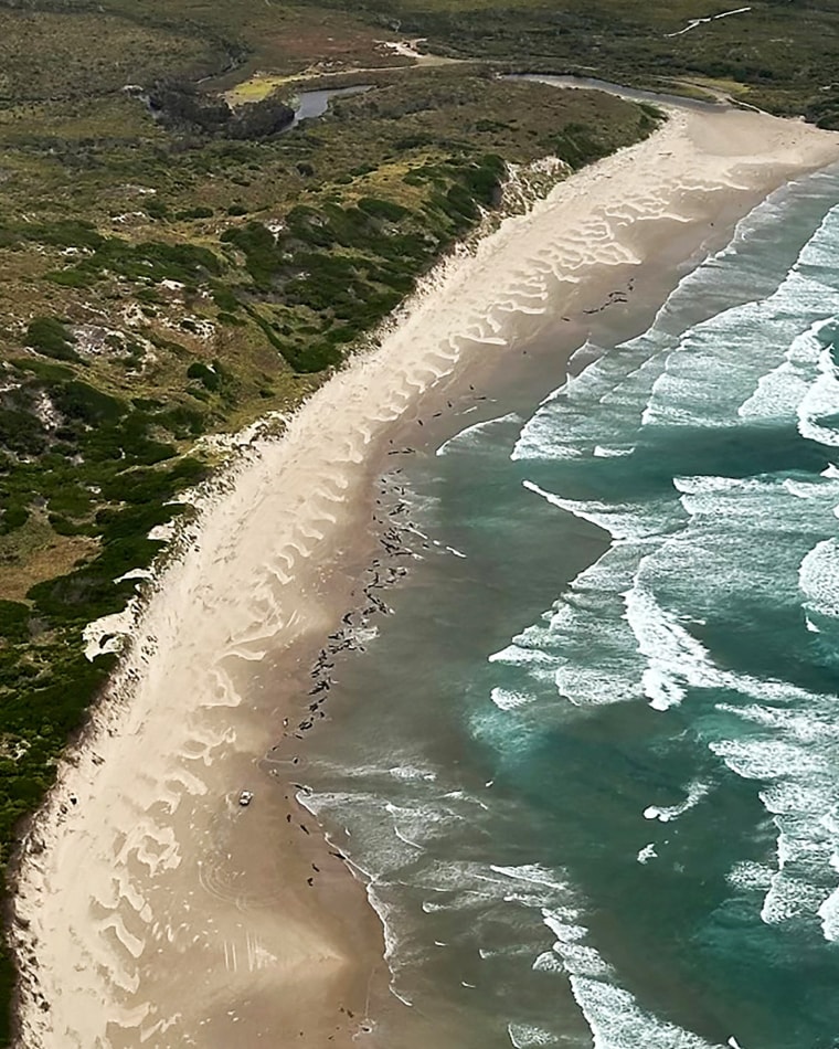 Una foto de folleto tomada el 18 de febrero de 2025 y lanzada el 19 de febrero por el Departamento de Recursos Naturales y Medio Ambiente, Tasmania muestra una vista aérea de los delfines varados en una playa cerca del río Arthur en la costa oeste de Tasmania. 