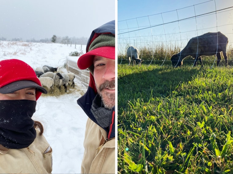 Brian and Elizabeth in the snow with sheep; two sheep graze on grass.