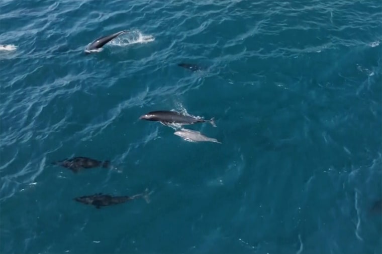 dolphin super pod monterey bay california