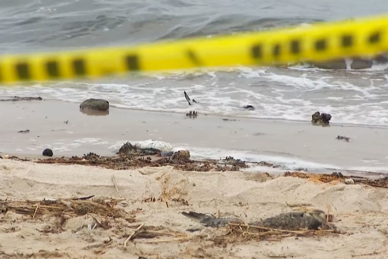 Dozens of dead birds found on Long Island beach believe that he died from bird flu.