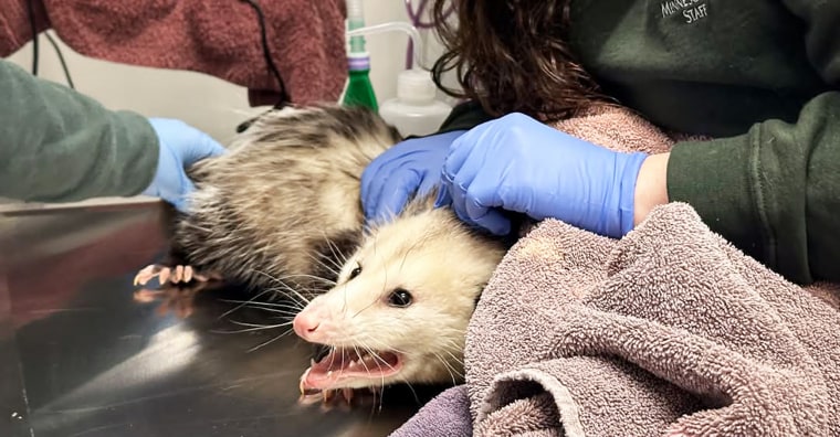 The opossum is grumpy.