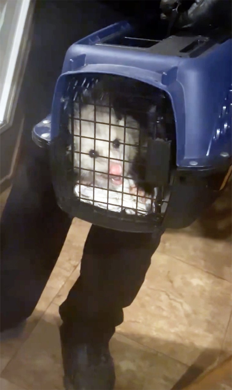 The Humane Society takes the opossum to safety.