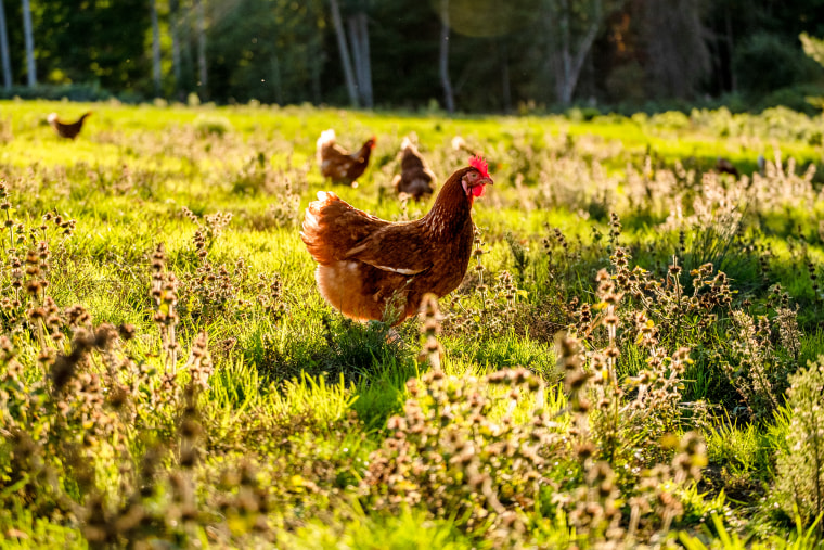 A pasture-raised hen from Pete & Gerry's.