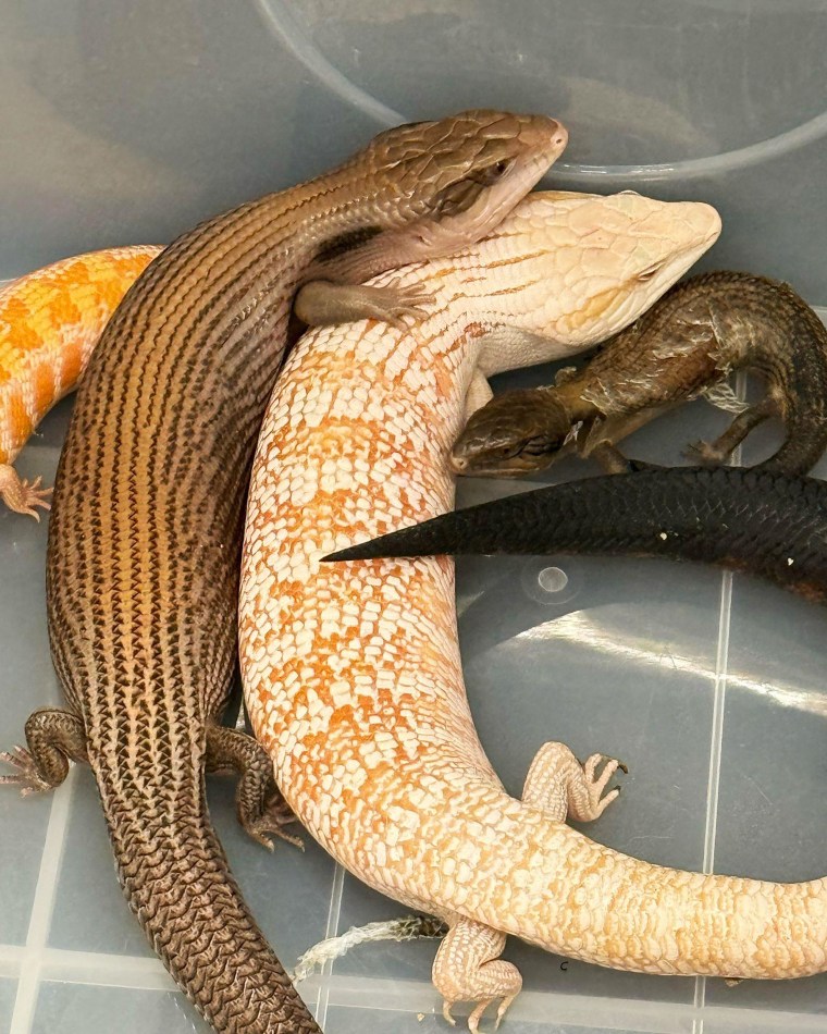 A total of 42 endangered live lizards have been seized by customs officials at Hong Kong International Airport, the government said.