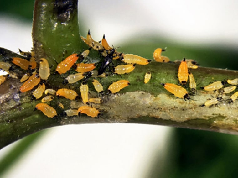 Bugs