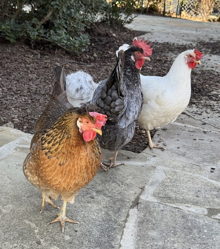 Three of Vance's chickens enjoying their Alabama home.