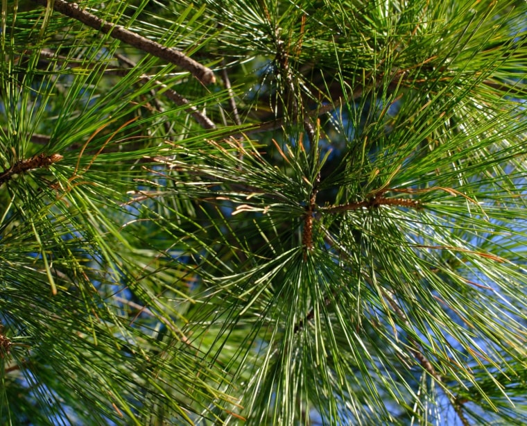 A close-up photo of branches covered in pine needles against a blue sky.