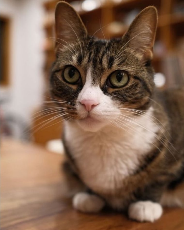 A close-up photo of a domestic shorthair cat looking at the camera.