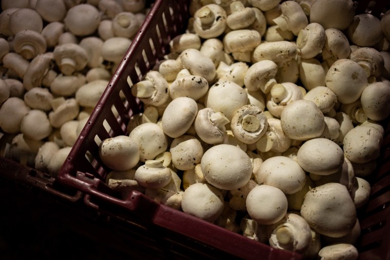 Freshly picked mushrooms are stacked in bins in Avondale, Pa., on March 4.