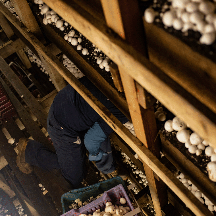 https://media-cldnry.s-nbcnews.com/image/upload/rockcms/2025-03/250329-final-gif-mushroom-farming-ch-1143-17b469.gif