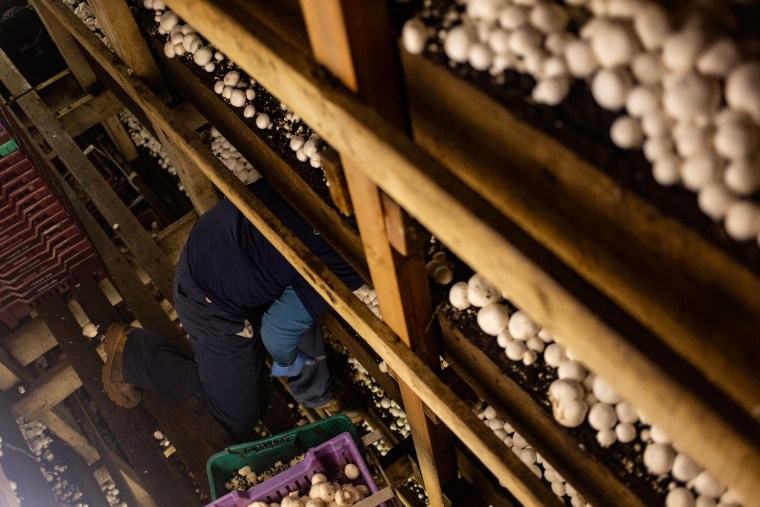 Ruben, 31, picks mushrooms at a farm in Avondale, Pa. on Tuesday, March 4. "It is a skill that takes a long time to learn," he says.