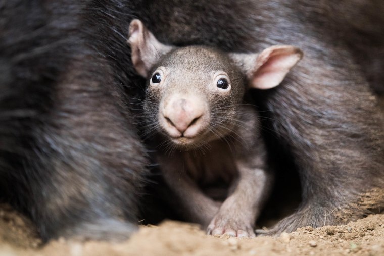 Wombat Baby