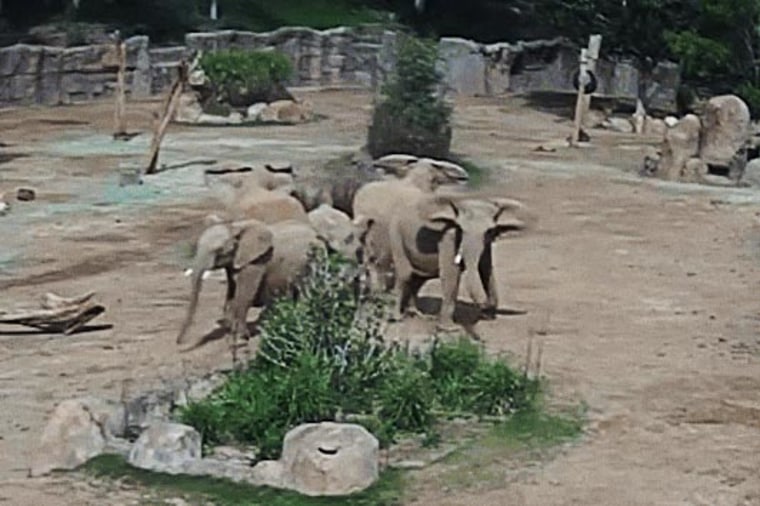 San diego elephants earthquake youtube
