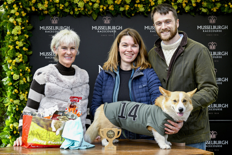 Three people stand behind a corgi that is standing on a table