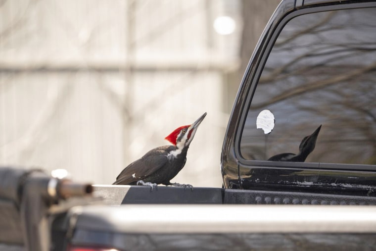 A pileated woodpecker perches the bed of a pickup truck in Rockport, Mass.