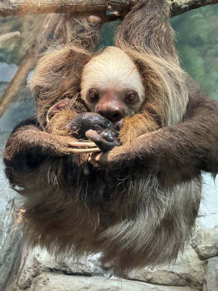 Sloth Birth