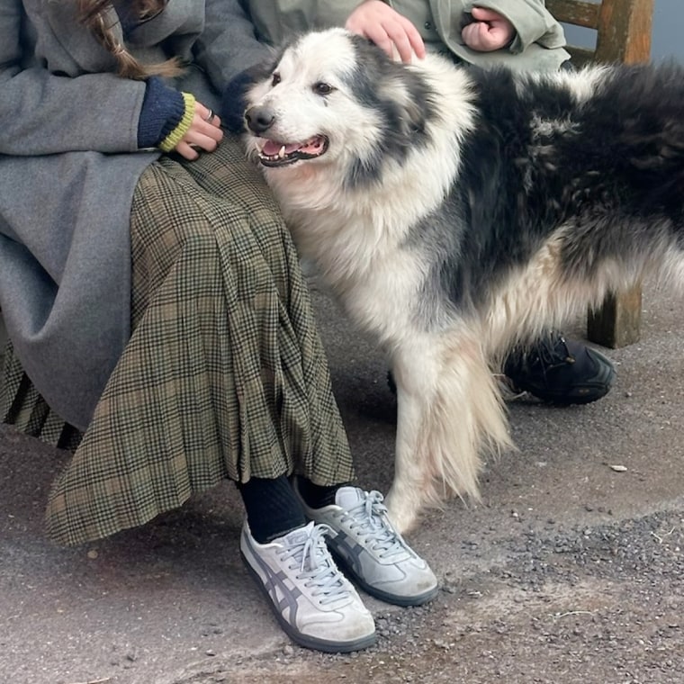 The Onitsuka Tiger Mexico 66 shoes are a popular sneaker style. 
