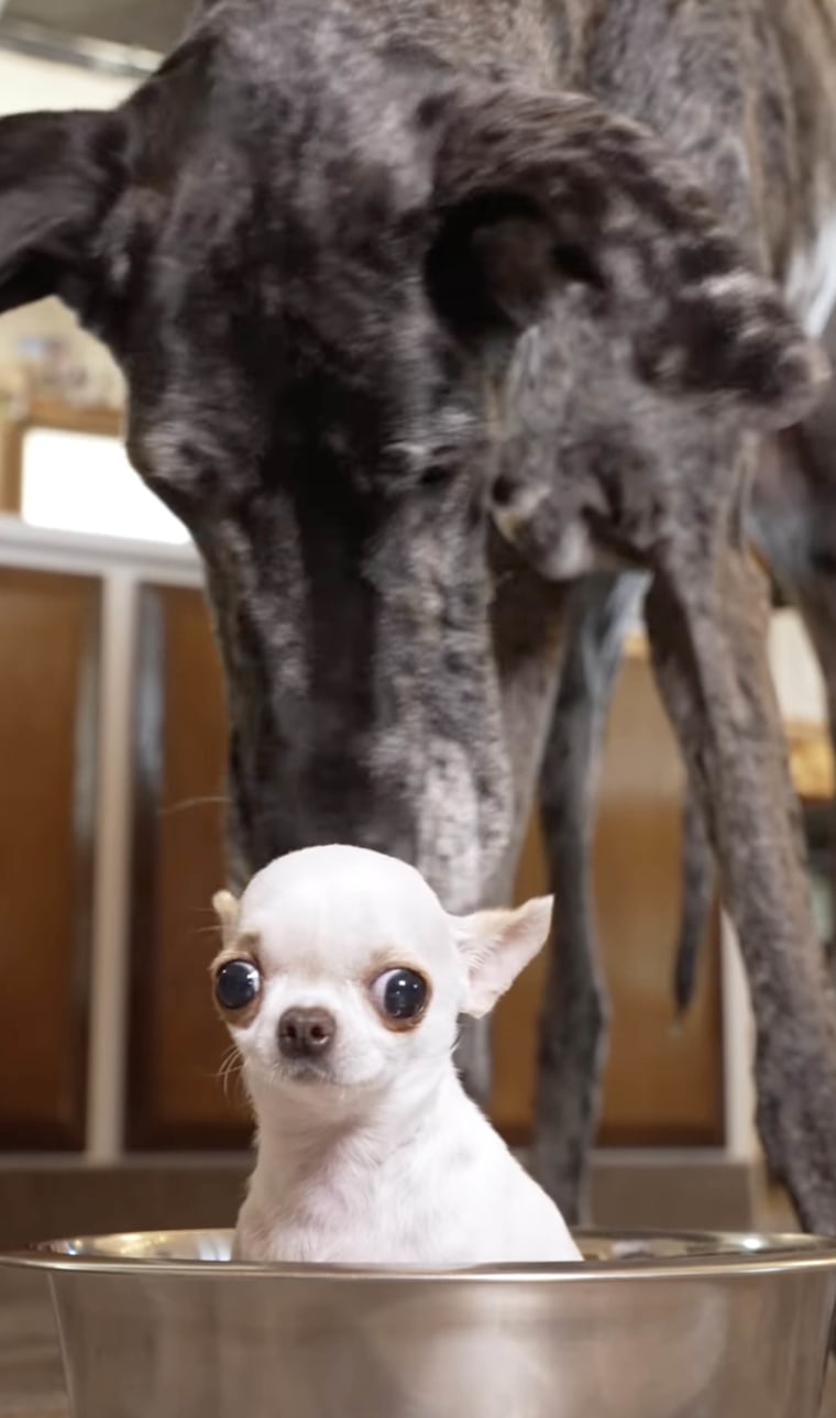 World's tallest and smallest dogs meet for cute play date