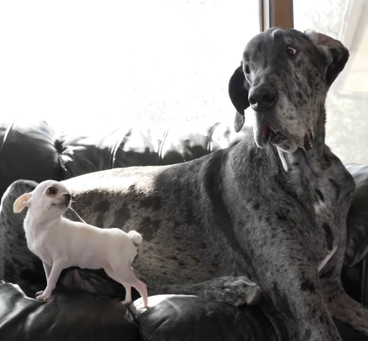 World's tallest and smallest dogs meet for cute play date