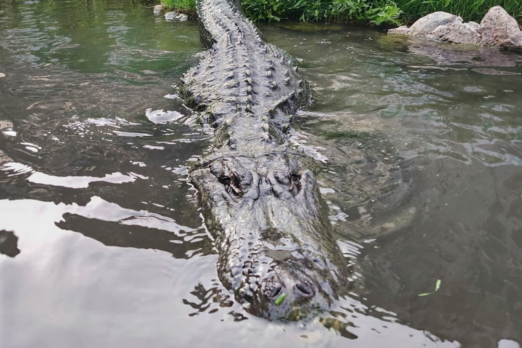 This photo provided by Colorado Gators shows Morris, an alligator that appeared in numerous TV shows and films over three decades, most notably the 1996 Adam Sandler comedy “Happy Gilmore,” in Mosca, Colo., June 9, 2024.
