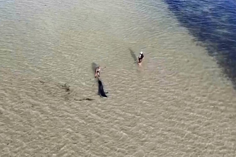 Two men help a great white shark stranded in shallow water near the coastal town of Ardrossan in South Australia state.
