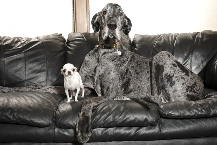 Tallest-Shortest Dogs-Playdate