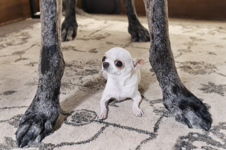 World's tallest and smallest dogs go on a playdate
