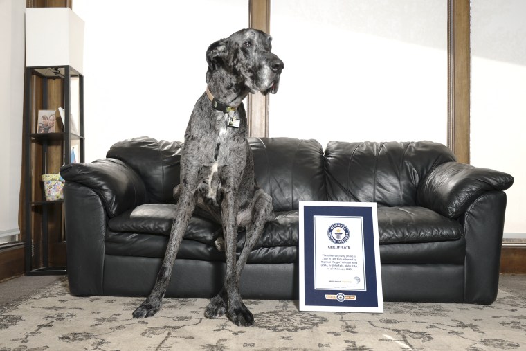 Tallest-Shortest Dogs-Playdate
