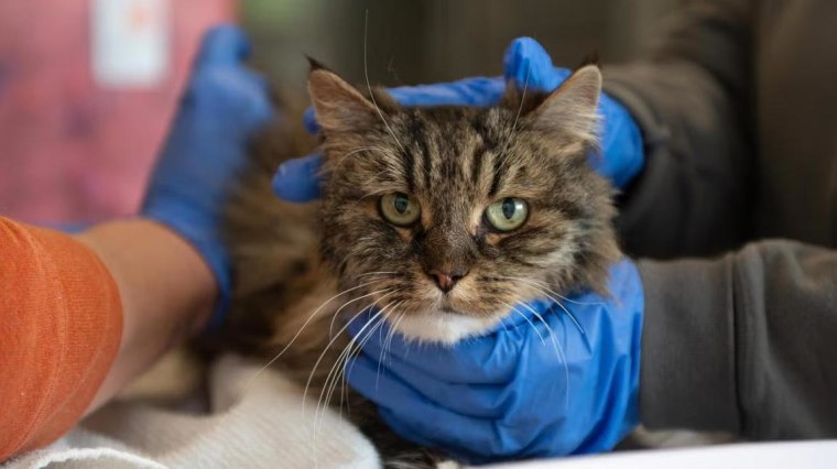 現在ミラージュという名前の12歳の猫は、飼い主を殺したブライスキャニオンで転倒を生き延びました。
