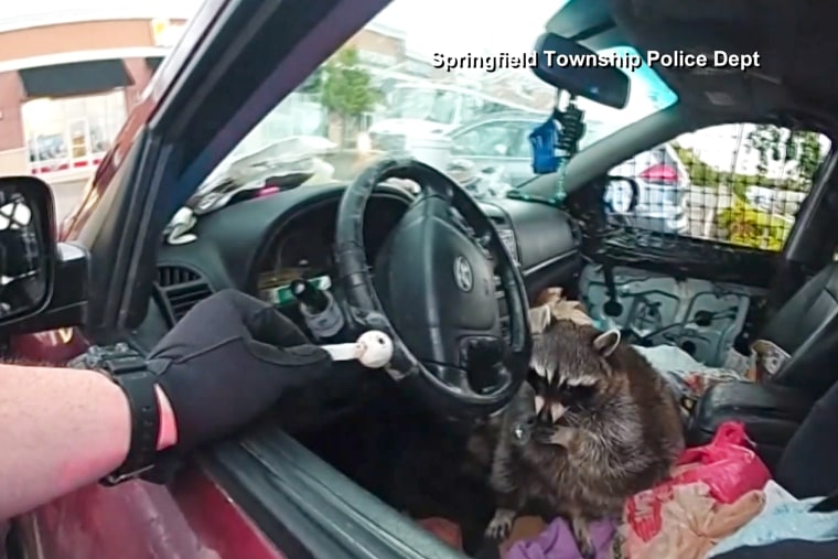 raccoon meth pipe police stop
