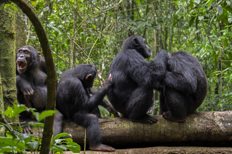 Wild chimpanzees in Uganda grooming.