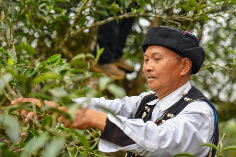 Male Tea Farmer Chooses Tea Leaves in Tea Garden