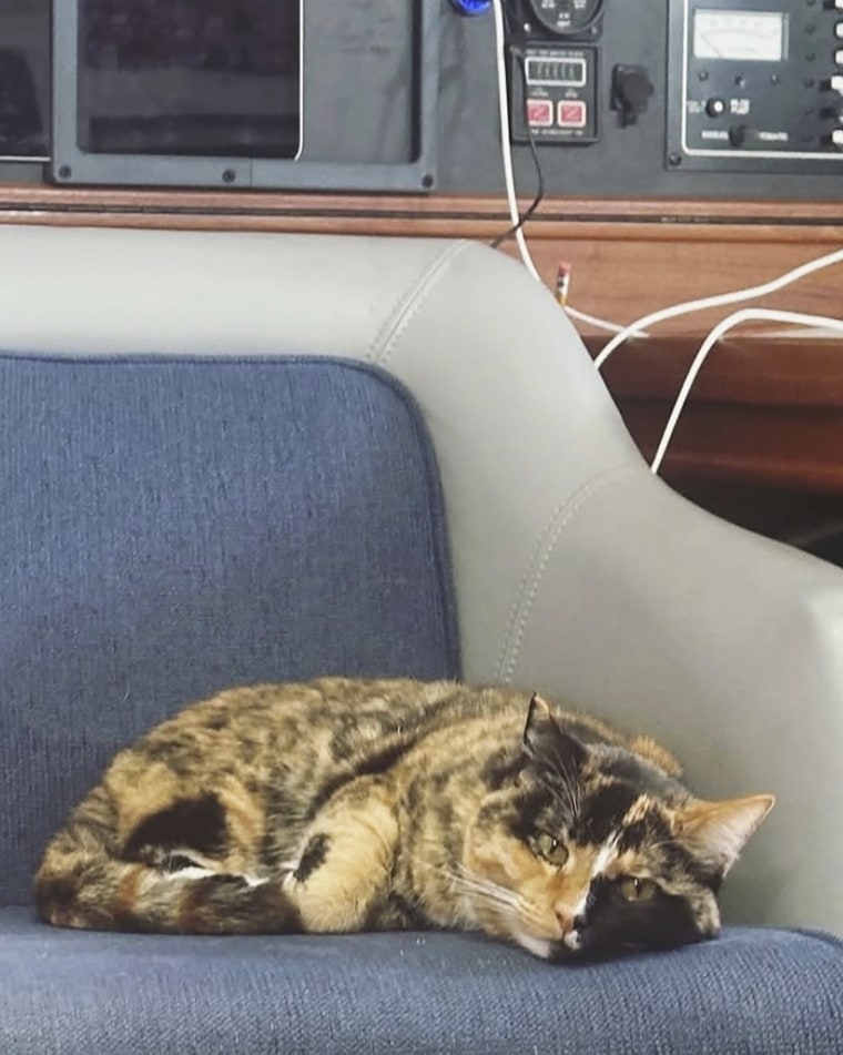 Phoenix the cat lay down