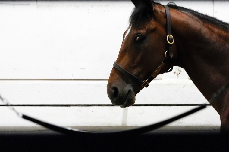 Preakness Horse Racing
