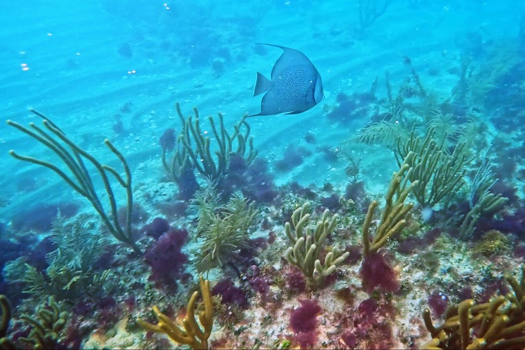 fish coral reef miami beach florida underwater aquatic aqua sea