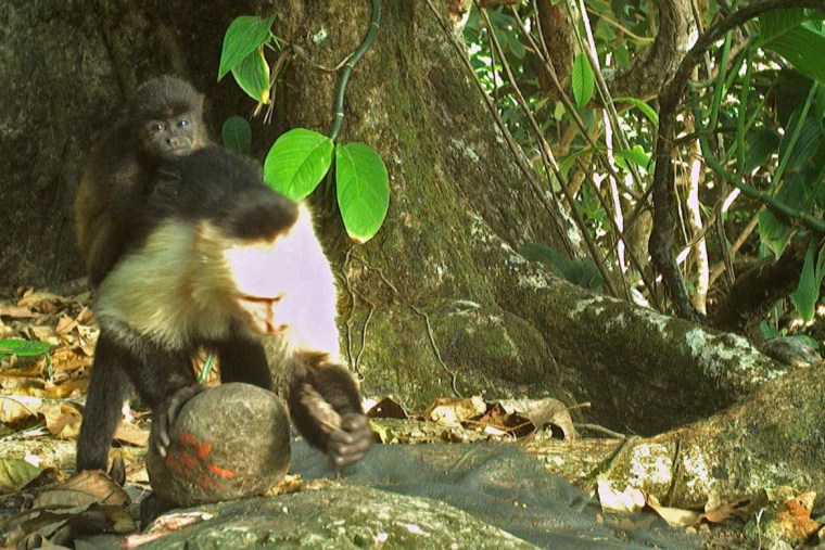 A baby howler monkey clinging  to a young adult male capuchin monkey
