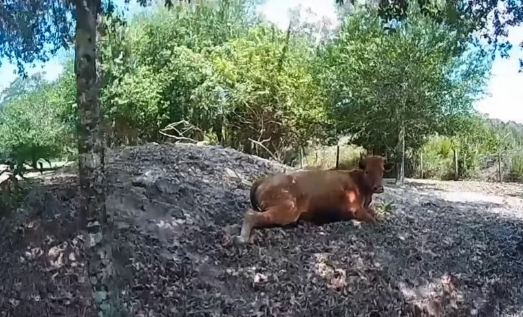 A calf lays on the ground in a forested area