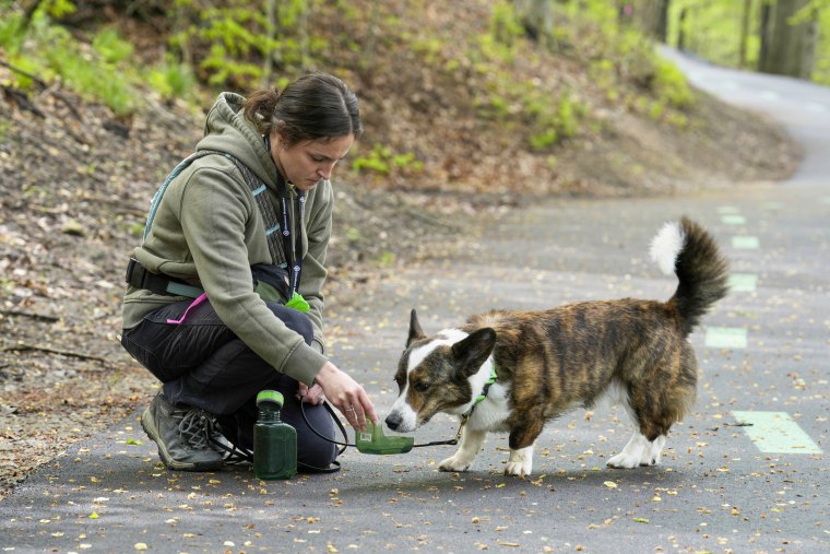 Dog hunts for spotted lanternfly eggs.