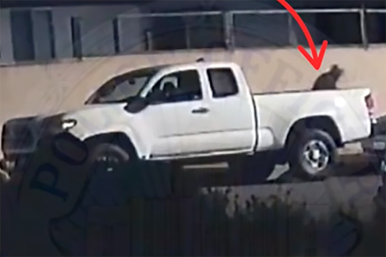 serial cat killer caught santa ana police