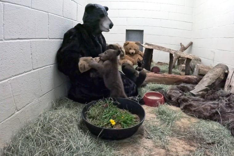 black bear cub caretaker costume