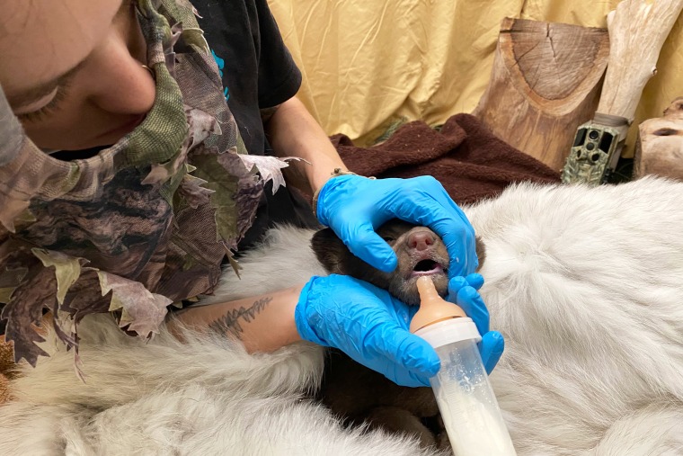black bear cub feeds feeding time caretaker