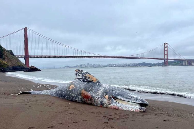 Subadult male gray whale at Kirby Cove, Marin Headlands.