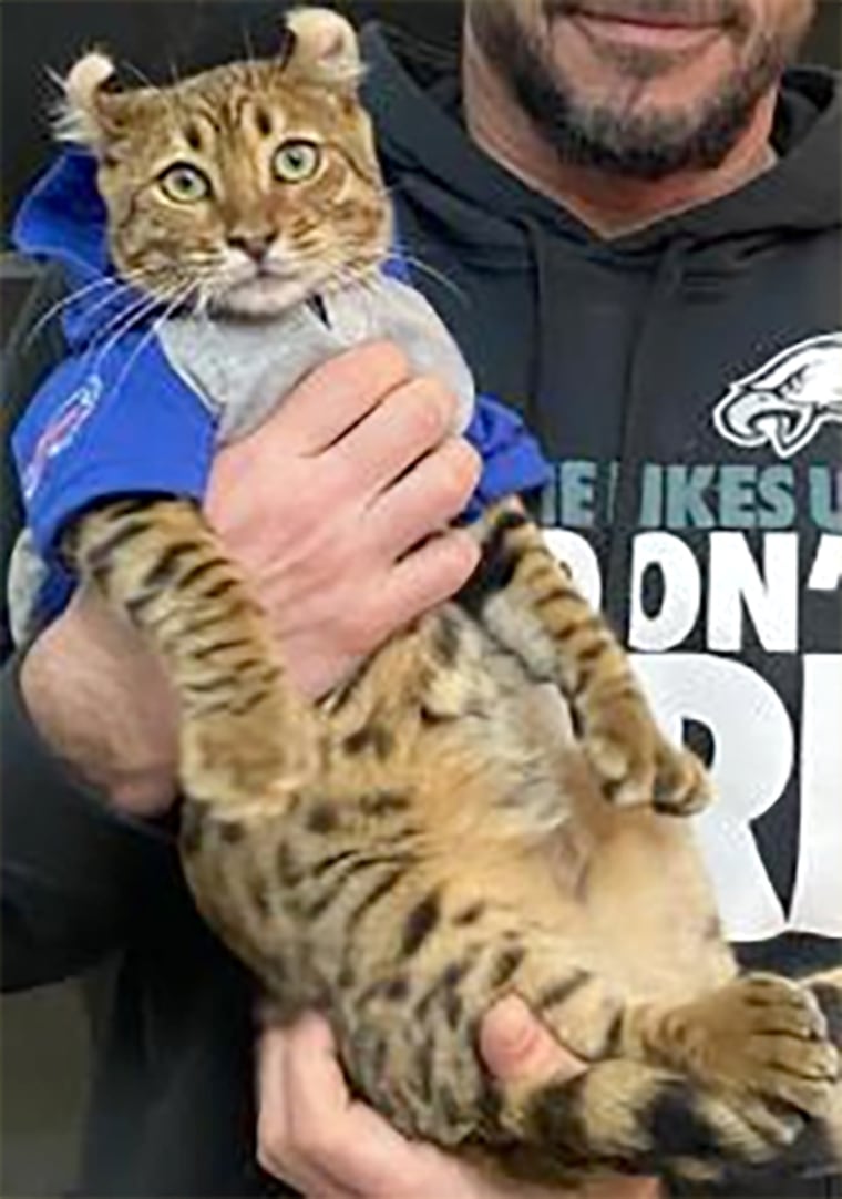 rescued recovered bengal lynx cat clubber city of westminster, california ca