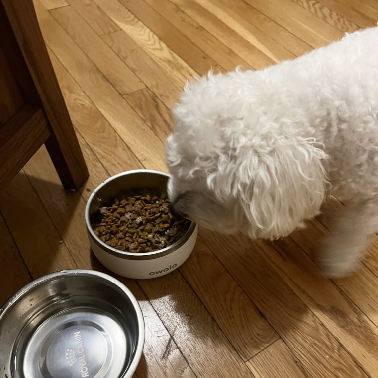 Small white dog eating food from a white bowl