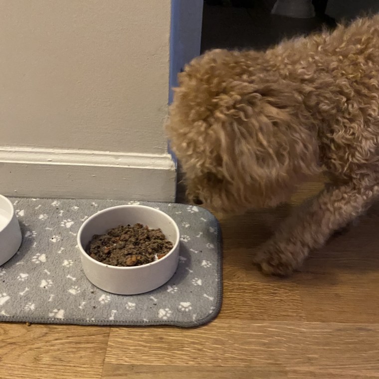 Small brown dog eating dog food from a white bowl.