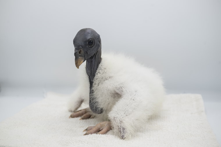 Zoo-Baby Vulture-Puppet