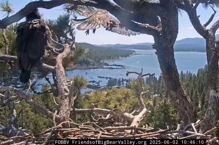 Sunny, the Big Bear eaglet, took its first flight on June 2.